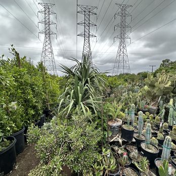 Nursery Gardenia - a variety of cactus plants - Nurseries & Gardening Near Me - Northridge, California Nursery Gardenia - a variety of cactus plants - Nurseries & Gardening Near Me - Northridge, California