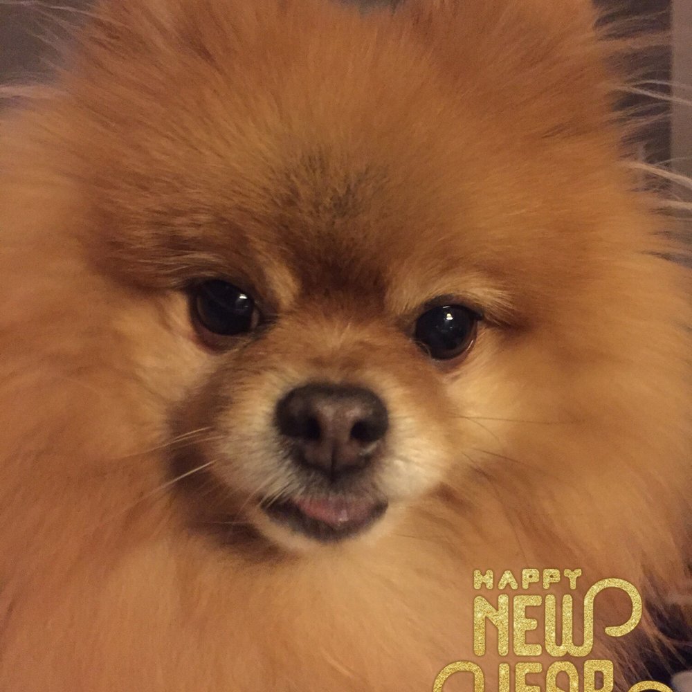 Pooch & Purr - Thanks Kyle - Pet Groomers Near Me - Sacramento, California