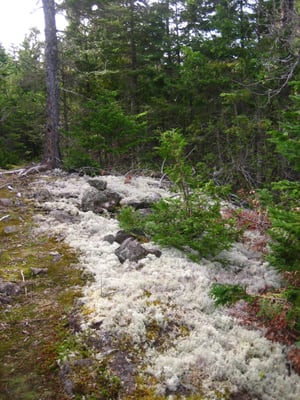 Cobscook Bay State Park by null