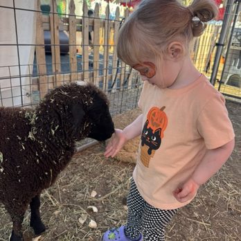 The Pumpkin Patch - Petting zoo - Pumpkin Patches Near Me - Placentia, California