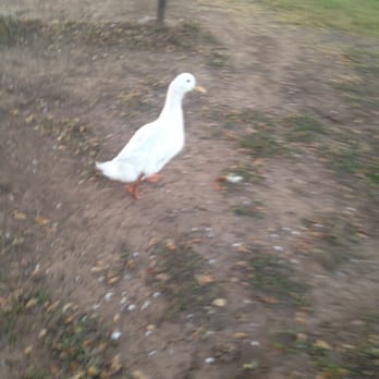 Kitty Hollow Park - this Beaty we normally feed at Kitty Hollow but she's gone now - Parks Near Me - Missouri City, Texas Kitty Hollow Park - this Beaty we normally feed at Kitty Hollow but she's gone now - Parks Near Me - Missouri City, Texas