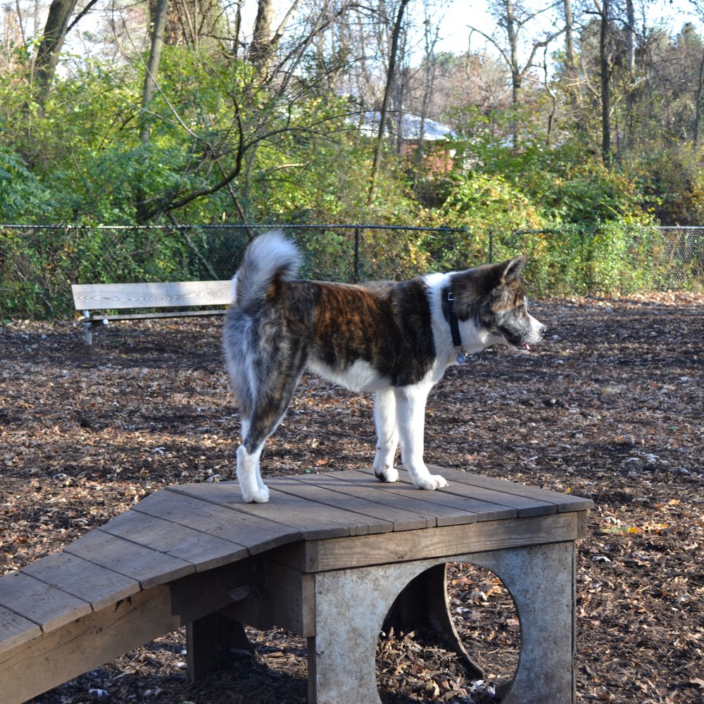 Nottoway Park-Hunter House - Dog Parks Near Me - Vienna, Virginia Nottoway Park-Hunter House - Dog Parks Near Me - Vienna, Virginia