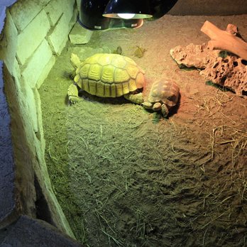 Austin Aquarium - Amazing turtles - Aquariums Near Me - Austin, Texas