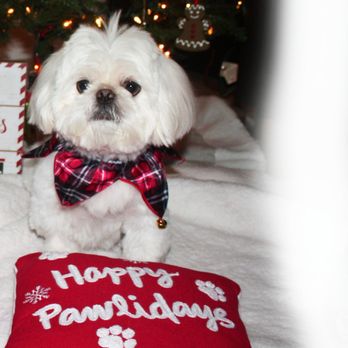 Splendor Paws - My splendorous Bailey!! - Pet Groomers Near Me - Plantation, Florida