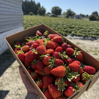 Yumm Strawberry - Fruits & Veggies Near Me - West Sacramento, California