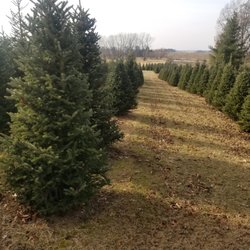 East Wind Christmas Tree Farm - 100's of Fraser fir trees!!