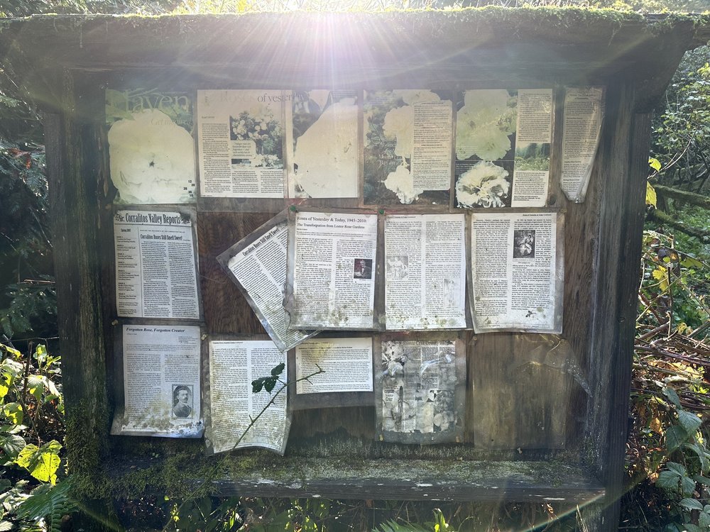 ROSES OF YESTERDAY & TODAY Updated October 2025 18 Photos & 13