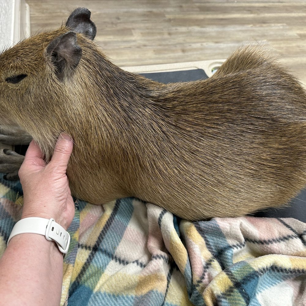 The Capybara Cafe - Themed Cafes Near Me - St. Augustine, Florida The Capybara Cafe - Themed Cafes Near Me - St. Augustine, Florida