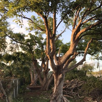 SupraLawn - Hurricane Irma destroyed these leaving them with dead branches everywhere. But with time and patience they cleaned up nicely - Tree Services Near Me