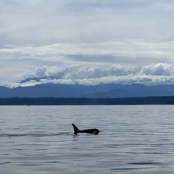 Puget Sound Express - I couldn't believe it. - Whale Watching Tours Near Me - Edmonds, Washington Puget Sound Express - I couldn't believe it. - Whale Watching Tours Near Me - Edmonds, Washington