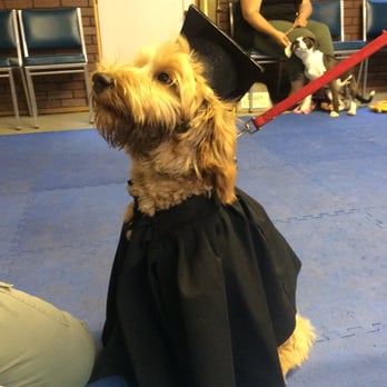 Sunny Lane Canine Academy - Our graduation :) - Pet Training Near Me - Sedro Woolley, Washington Sunny Lane Canine Academy - Our graduation :) - Pet Training Near Me - Sedro Woolley, Washington