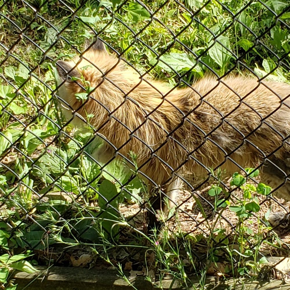 Howell Nature Center - A female fox - Summer Camps Near Me - Howell, Michigan Howell Nature Center - A female fox - Summer Camps Near Me - Howell, Michigan