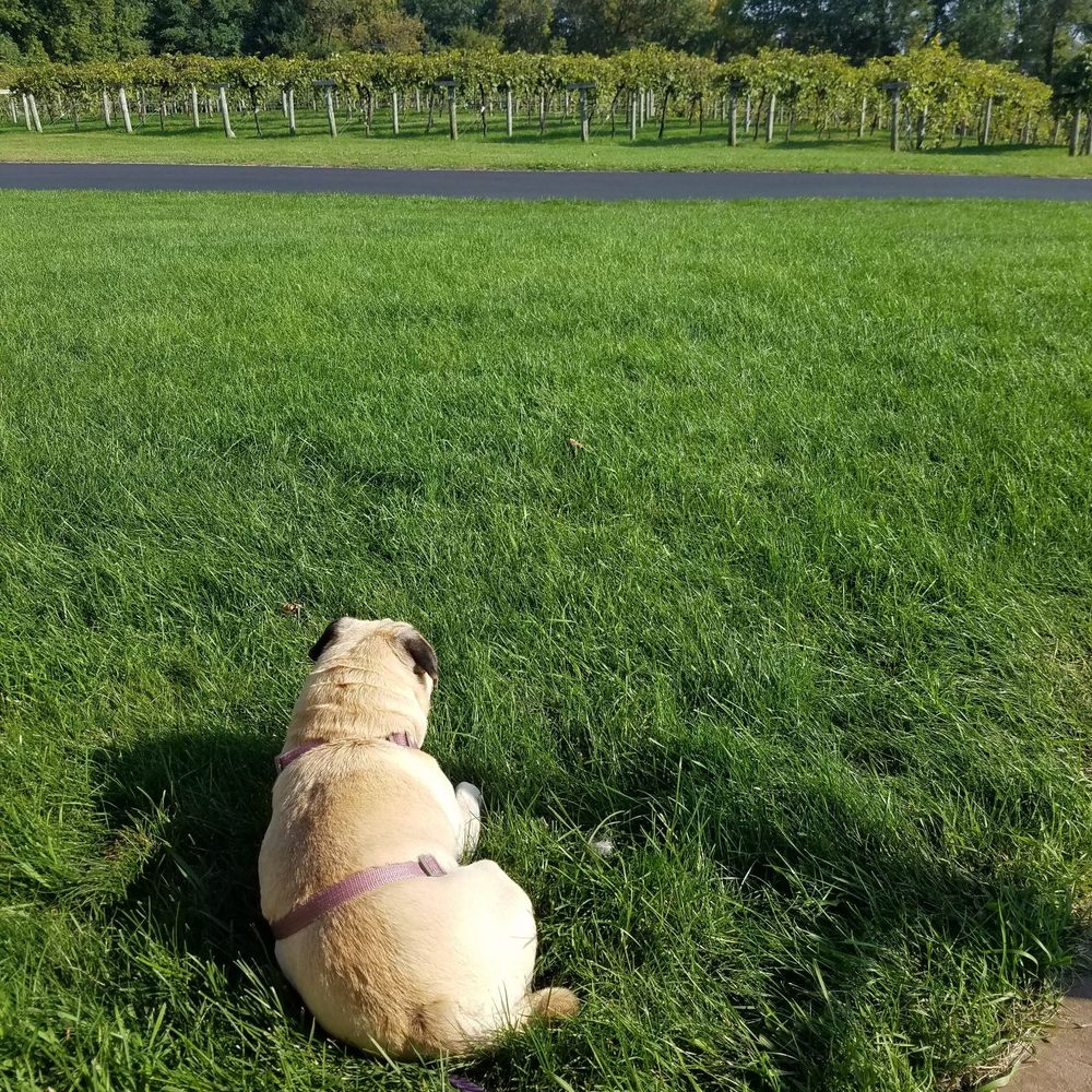 Winehaven Winery - Dog friendly - Wineries Near Me - Chisago City, Minnesota