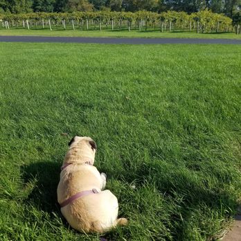 Winehaven Winery - Dog friendly - Wineries Near Me - Chisago City, Minnesota Winehaven Winery - Dog friendly - Wineries Near Me - Chisago City, Minnesota
