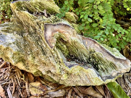 Sunken Gardens by null