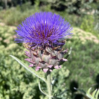 Peninsula Park - Thistle flower - Parks Near Me - Portland, Oregon Peninsula Park - Thistle flower - Parks Near Me - Portland, Oregon