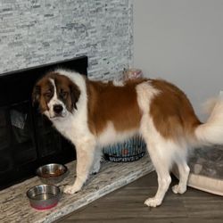 Pinehurst Animal Center - Freshly groomed