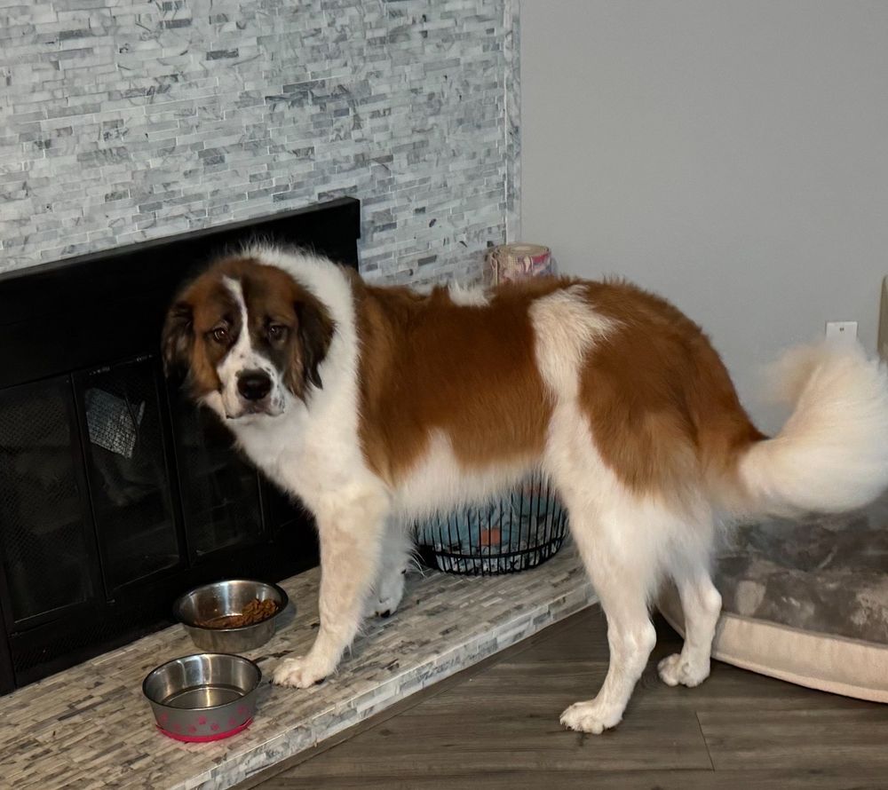 Pinehurst Animal Center - pet boarding facility in Lakewood, CO