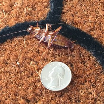 Alpha Pest Control - Dead before getting inside; thanks Alpha! - Pest Control Near Me