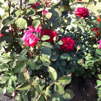 Uva Nursery - Nurseries & Gardening Near Me - Chino, California Uva Nursery - Nurseries & Gardening Near Me - Chino, California