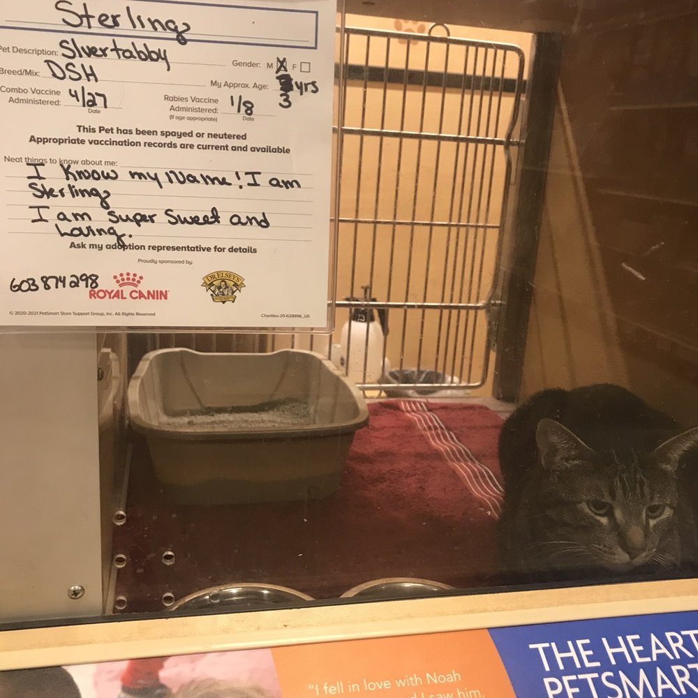 PetSmart - Cat for adoption - Pet Training Near Me - Mira Loma, California