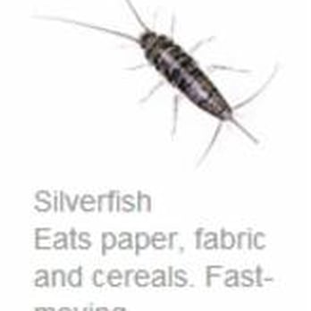 Pest Away - Pest Control Near Me - Sarnia, Ontario Pest Away - Pest Control Near Me - Sarnia, Ontario