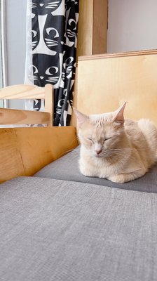 Mauhaus Cat Cafe by null