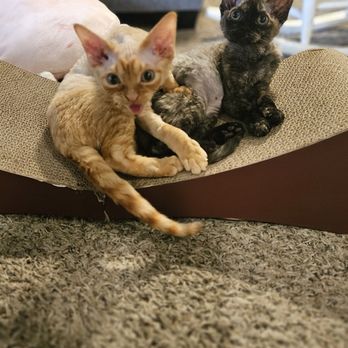 HQ Lovely Cattery - Pet Breeders Near Me HQ Lovely Cattery - Pet Breeders Near Me