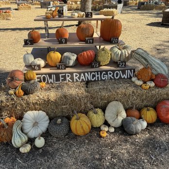 Fowler Ranch - Prices. Astronomical. - Pumpkin Patches Near Me - Lincoln, California