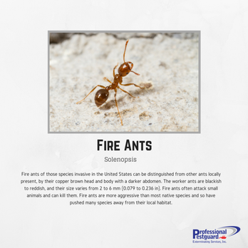 Professional Pestguard Exterminating Services - Pest Control Near Me - Weston, Florida
