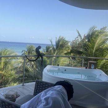 Mvngata - Monkey invaded our space - Resorts Near Me - Playa del Carmen, ROO