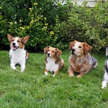 Super Fine K9 - My dogs with their best buds! - Pet Training Near Me - Roxbury Township, New Jersey