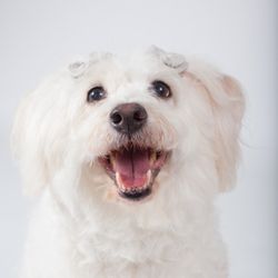 Lucy Goo Pet Sitting - Lucy Goo!