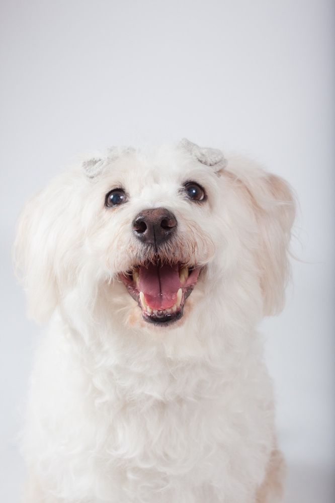 Lucy Goo Pet Sitting - pet boarding facility in Houston, TX