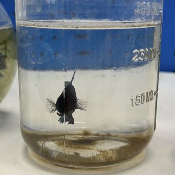Pet Supermarket - Rusted mason jar fish container - Pet Stores Near Me - Brandon, Florida
