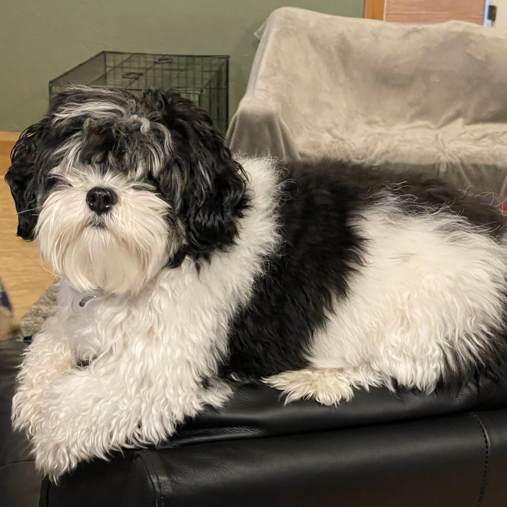 Dog Gone Gorgeous - Before - Pet Groomers Near Me - Canton, Massachusetts Dog Gone Gorgeous - Before - Pet Groomers Near Me - Canton, Massachusetts