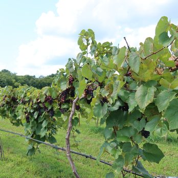 Woodfeather Farm - Wine Tasting Room Near Me - Chapel Hill, Tennessee Woodfeather Farm - Wine Tasting Room Near Me - Chapel Hill, Tennessee