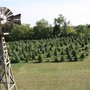 Photo of Buttonwood Tree Farm