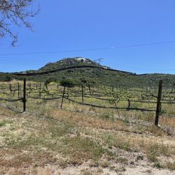 Campo Creek Vineyards