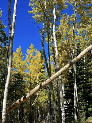 Golden Gate Canyon State Park by null