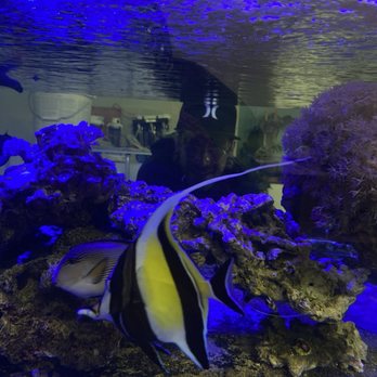 Kraken Coral & Coffee - Angel Kiss Fish Aquatic Sanctuary - Coffee & Tea Near Me - Spokane, Washington