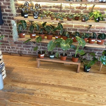 B Willow - Nurseries & Gardening Near Me - Baltimore, Maryland