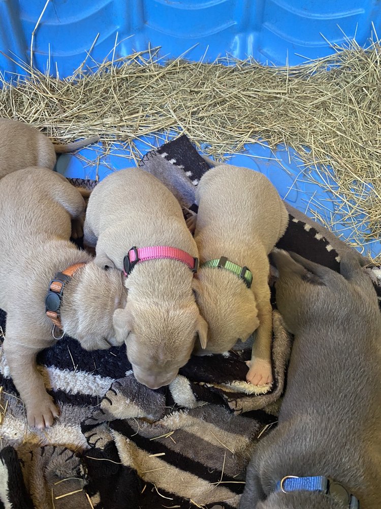 SOUTH PITBULL AND BULLY KENNEL Updated October 2024