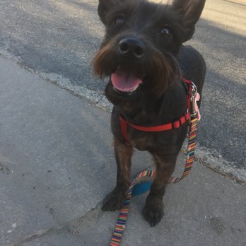 Ultimutt Adventures - Dog Walkers Near Me