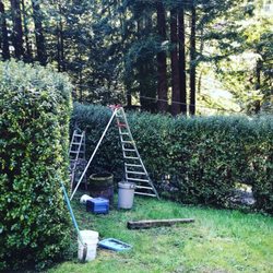 Hedge trimming before