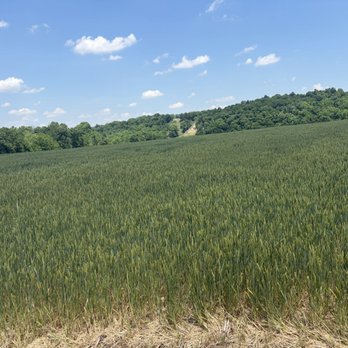 Maker's Mark Distillery - Grain field for their whisky. - Tours Near Me - Loretto, Kentucky Maker's Mark Distillery - Grain field for their whisky. - Tours Near Me - Loretto, Kentucky