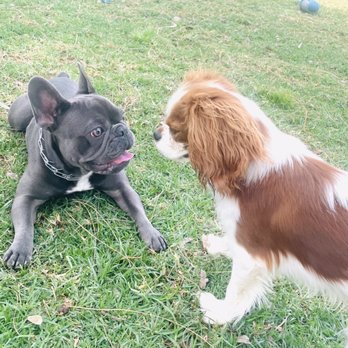 TLC K9 Training - Playtime!! - Pet Training Near Me TLC K9 Training - Playtime!! - Pet Training Near Me