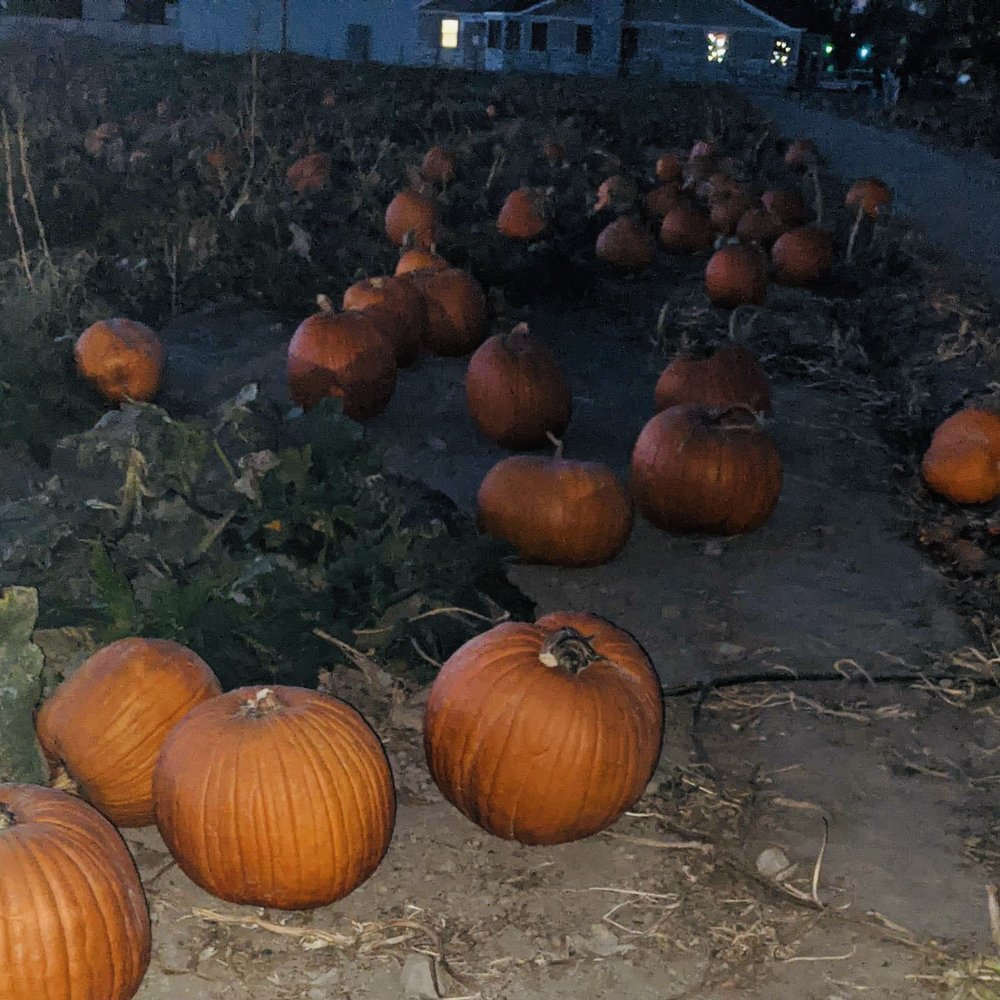 Mabey’s Pumpkin Patch - Pumpkin Patches Near Me - South Jordan, Utah Mabey’s Pumpkin Patch - Pumpkin Patches Near Me - South Jordan, Utah