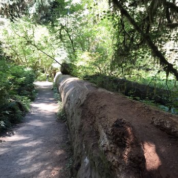 Hoh Rainforest - Hiking Near Me - Forks, Washington Hoh Rainforest - Hiking Near Me - Forks, Washington