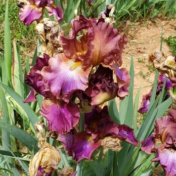 High Sierra Iris & Wedding Gardens - Venues & Event Spaces Near Me - Camino, California High Sierra Iris & Wedding Gardens - Venues & Event Spaces Near Me - Camino, California
